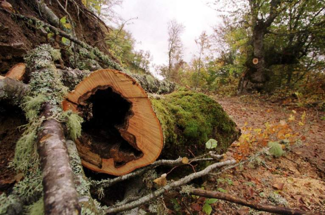 Dejar de aprovechar los recursos forestales supondrá pérdidas de 22.203 euros al año.
