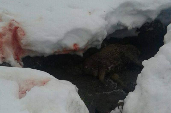 La nieve se ha teñido de rojo en el municipio de Boca de Huérgano, debido a la decapitación de los ciervos que han muerto por falta de alimento.