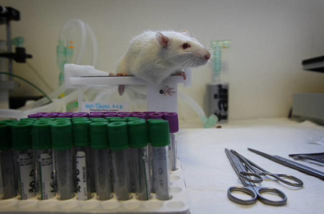 Un ratón, en un laboratorio. JESÚS F. SALVADORES