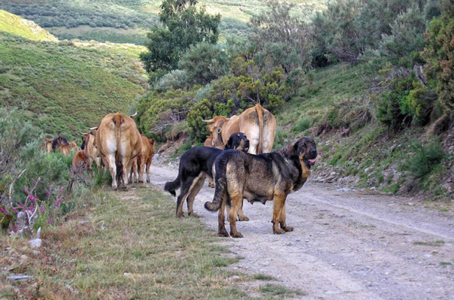 Dos mastines siguen los pasos de unas vacas en la comarca de Laciana.