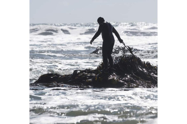 La explotación de las algas es una línea de economía verde que la UE impulsa. alberto valdés