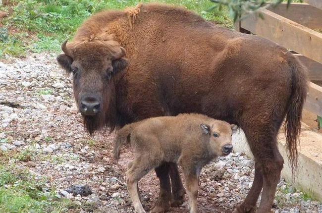 Una de las crías de bisonte lowland nacidas en el parque de Cantabria, con su madre. GOBIERNO DE CANTABRIA