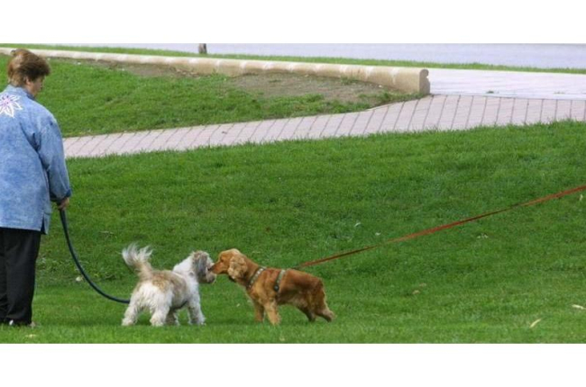 Perros en una zona de recreo en un parque urbano.