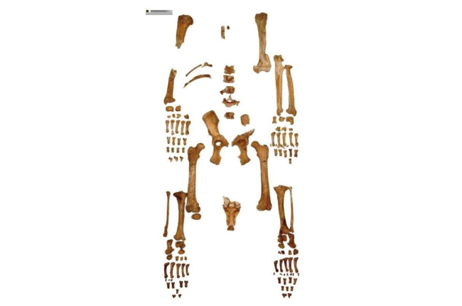 Imagen vertical de Braña 1 y los huesos de Braña 2, en imágenes del estudio oficial publicado por el Gobierno autonómico.