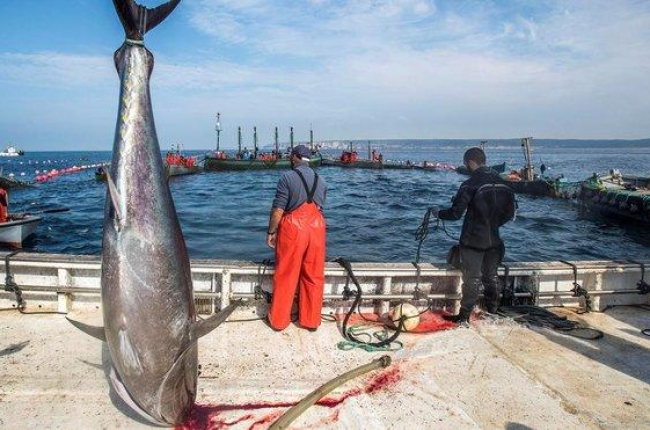 Pescadores gaditanos en el puerto tras la pesca de atún rojo.