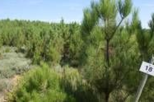 Las nuevas ayudas para forestación o para desbroce de pastos ya han desaparecido del Bocyl