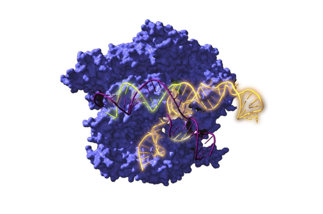 Cas9, una enzima asociada con el sistema CRISPR.  EFE/ANTONIO REIFS (CIC NANOGUNE)