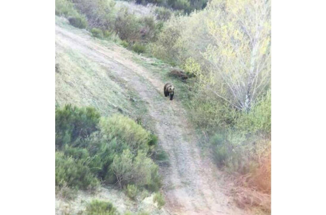 Un oso visto en un paraje leonés. DL