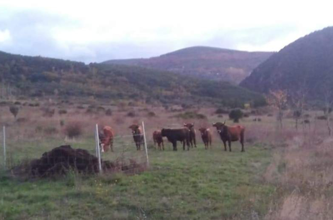 Parte de la manada de vacas sueltas en Borrenes. DL