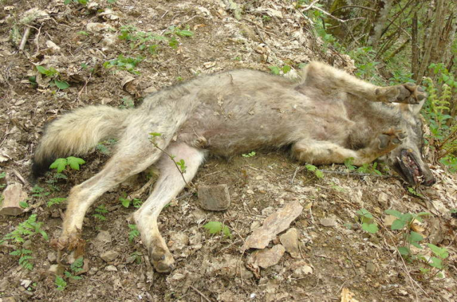 El lobo joven que descubrió el pedáneo de Tejeira se había arrastrado hasta un arroyo para beber cuando se sintió mal. DL