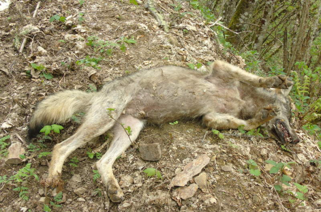 En Antioquia investigan envenenamiento de zorros con veneno para