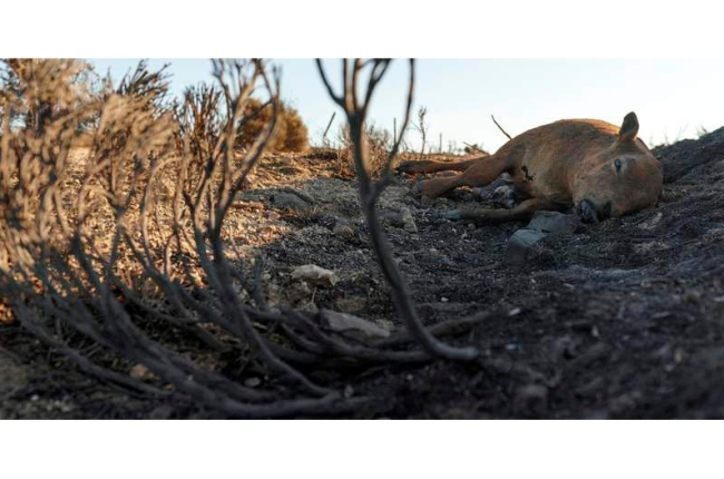 Un ternero muerto en la cresta de la sierra del Pico Zapatero, arrasado por el fuego. RAÚL SANCHIDRIÁN