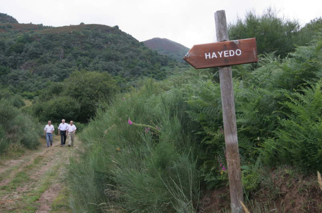 El hayedo de Busmayor es una de las joyas de la naturaleza mejor conservadas de la comarca. ANA F. BARREDO