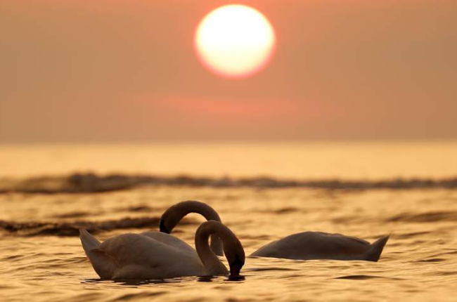 Cisnes nadan al atardecer en una playa del mar báltico en Kolka (Letonia). TOMS KALNINS