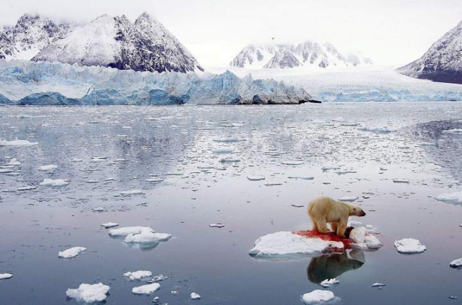 El oso polar es una de las especies más amenazadas por el cambio climático y el deshielo del Ártico. COMM PHOTO