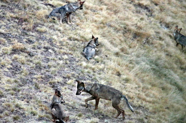 Ejemplares de lobos de una manada en su hábitat en las montañas de Riaño.