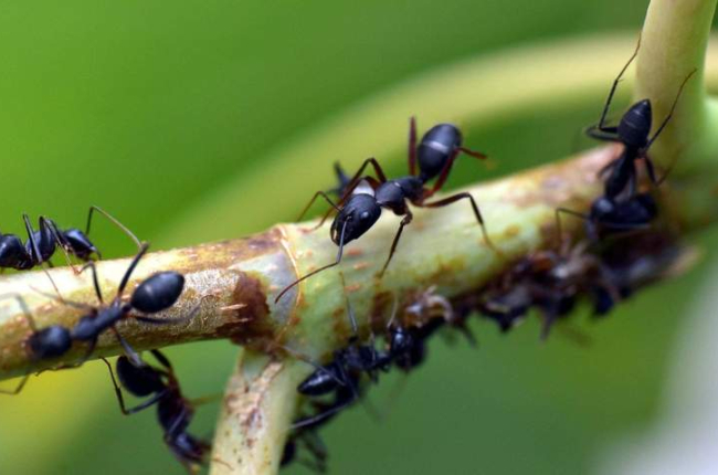 Imagen detalle de un grupo de hormigas, el objeto de estudio de la investigación científica. DL