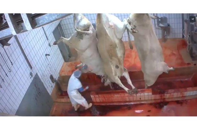 Denuncias de maltrato animal en los mataderos franceses.