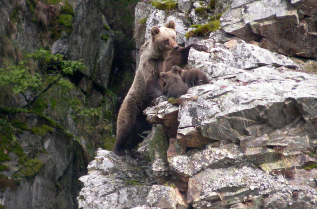 Una hembra de oso pardo con sus crías, en una imagen de archivo. FUNDACIÓN OSO PARDO