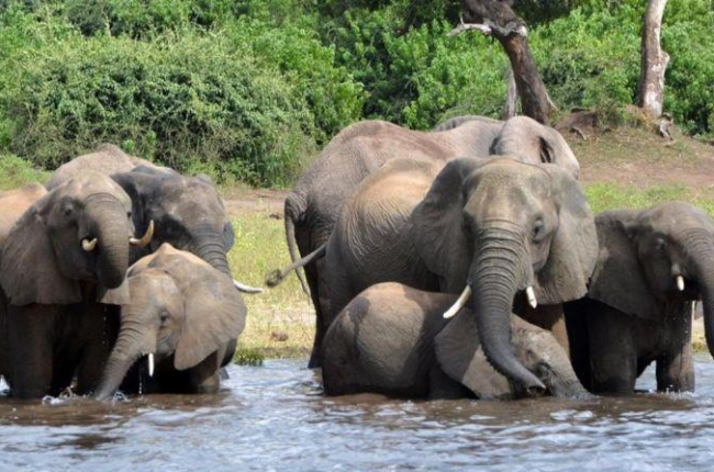Unos elefantes beben agua en un parque africano.