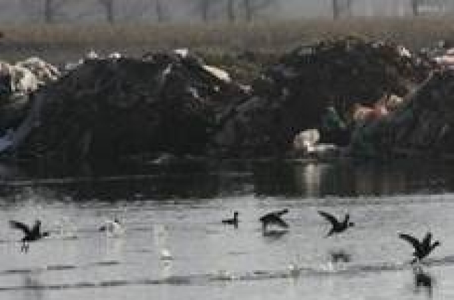 Bandadas de patos salvajes en las lagunas y charcas que bordean el provisional vertedero