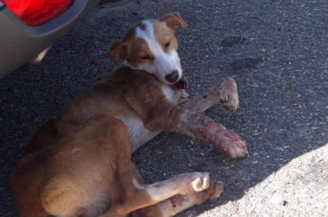 La perra de un año fue atropellada en Lorenzana. DL