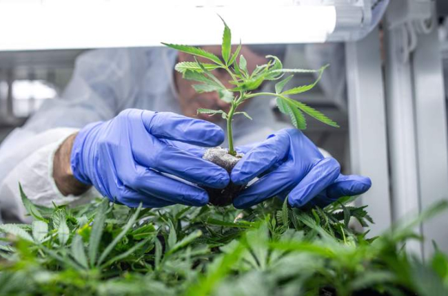 Un trabajador revisa las plantas de cannabis en un invernadero de la compañía Bol Pharmao. BEA KALLOS