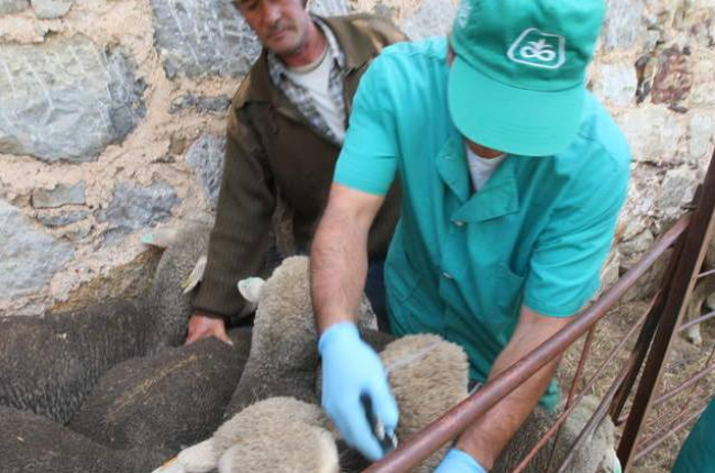Un veterinario trabaja en el saneamiento de una explotación de ovino.