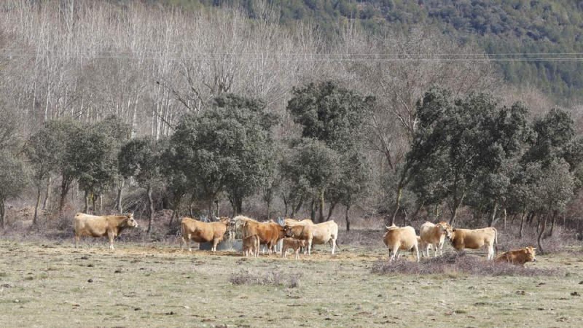 Vacas pastando en un prado de Babia. MARCIANO PÉREZ