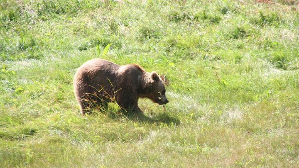Dos osos sorprenden a conductores entre Villager y Orallo. 