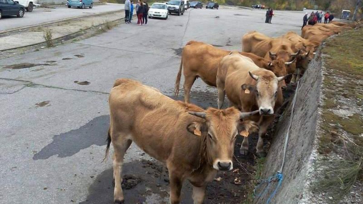 En la feria celebrada ayer se congregó ganado de cuatro explotaciones de la zona.