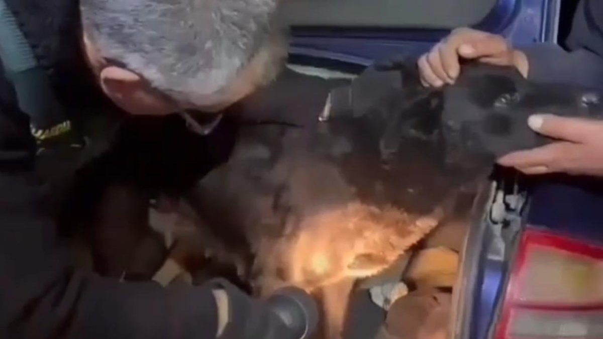 Agentes de la Guardia Civil tomando muestras de la dentadura a los perros