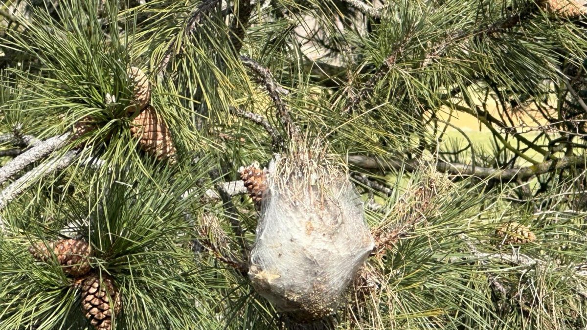 Bolsones de procesionarias en un árbol de León.