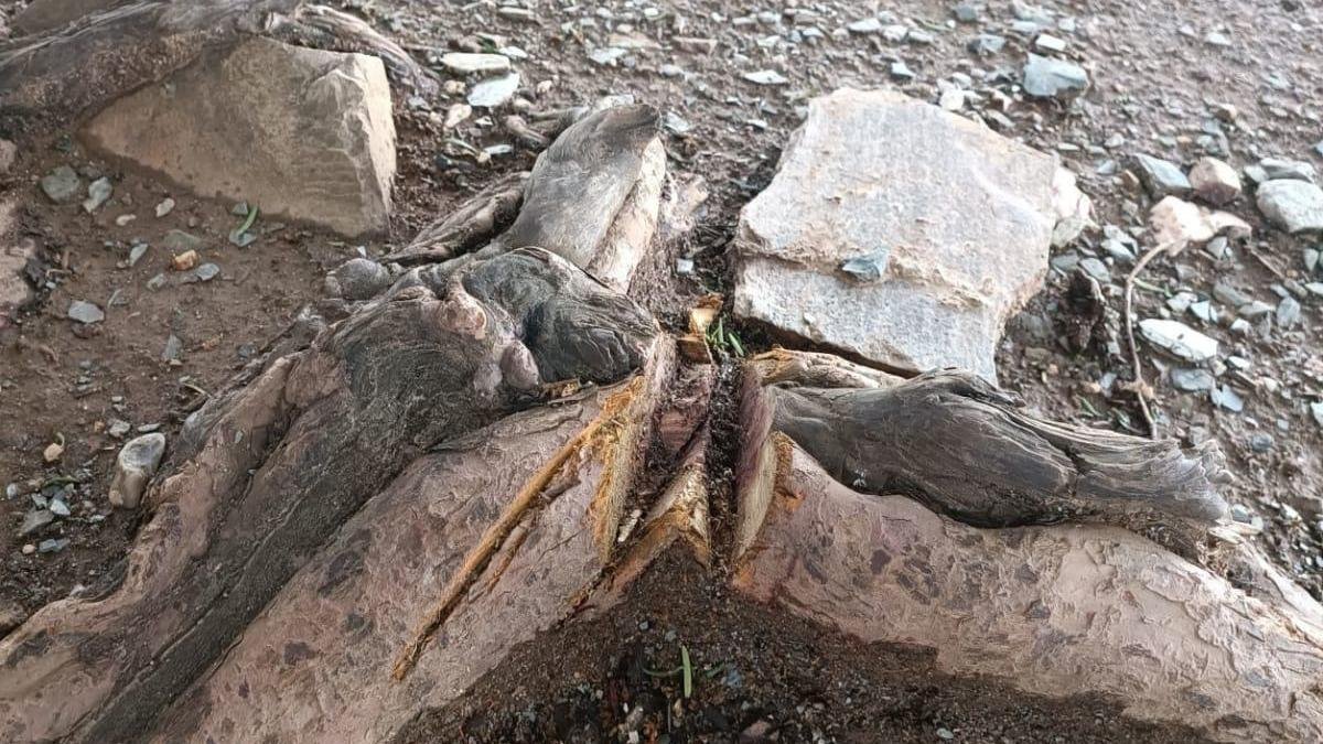 Así ha quedado el tejo milenario tras un acto vandálico.