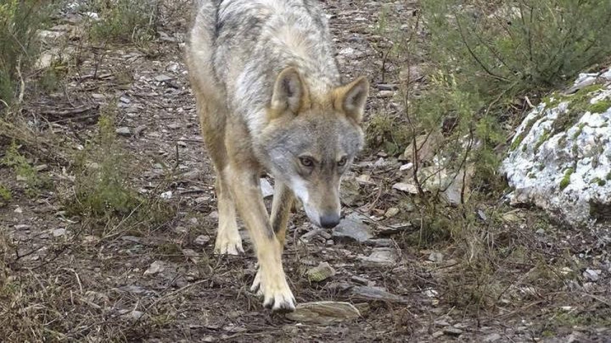 Una lobra en el espacio de semilibertad del Centro del Lobo Ibérico de Castilla y León.