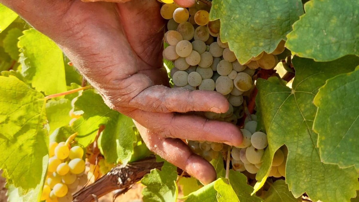 Racimo de uva Godello.