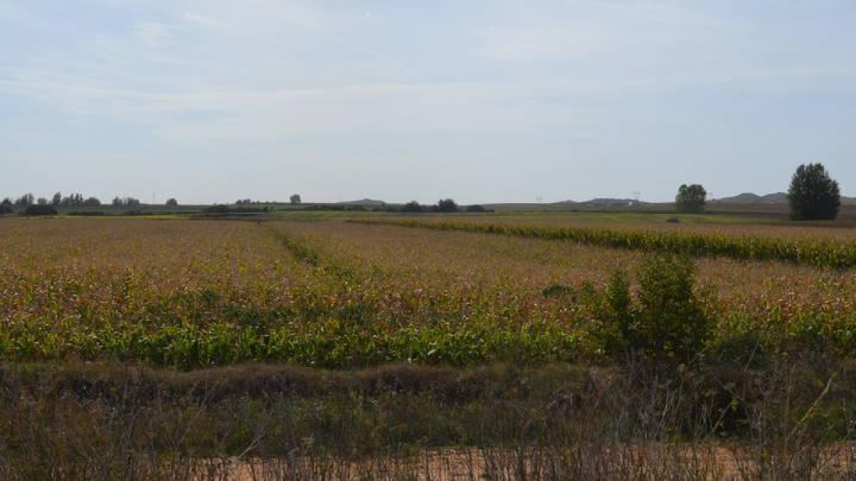 Campos de regadío de maíz.