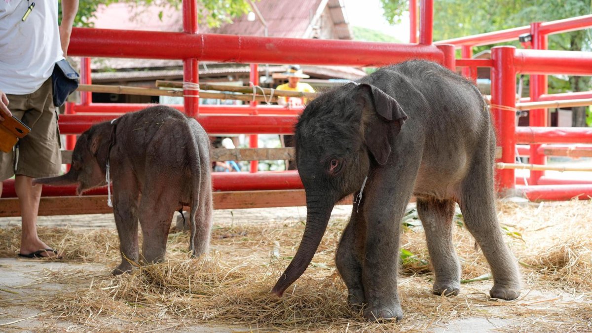 Una elefanta dio a luz a gemelos de distinto sexo en Tailandia, un fenómeno poco habitual entre estos animales. EFE/ Royal Kraal