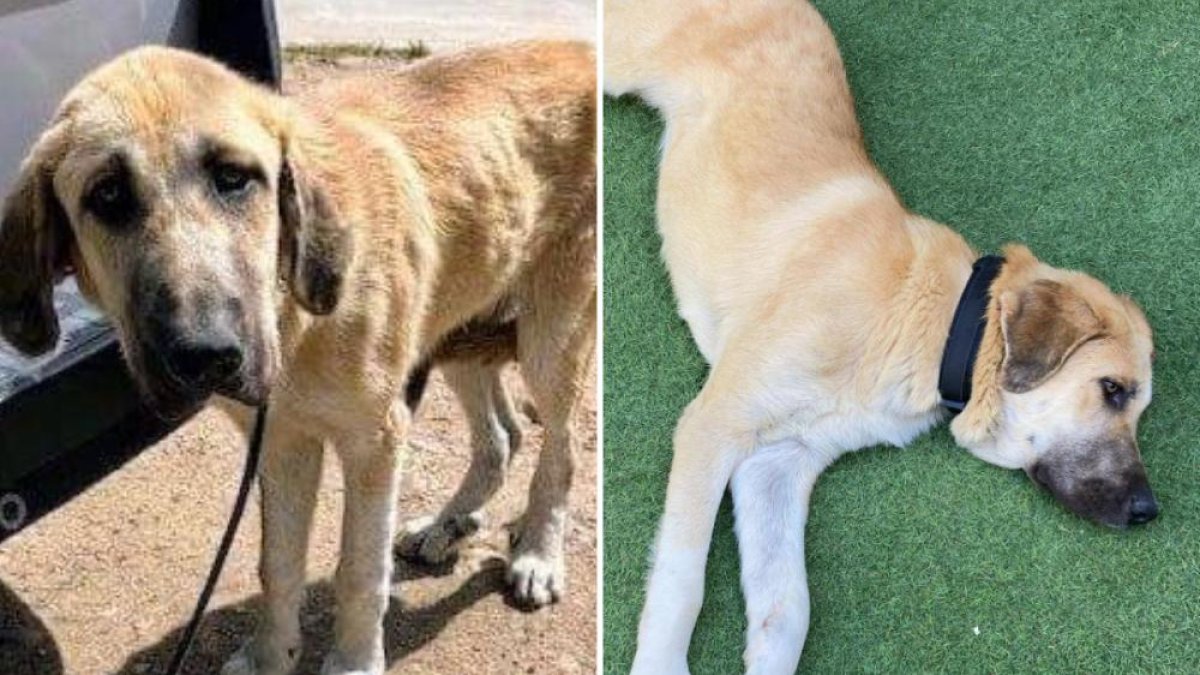 El antes y el después de Grace: el día que salió de la Yosa y en el jardín de su nueva casa.