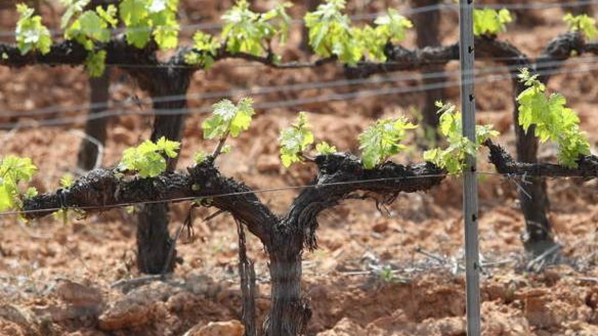 Viñedo en la comarca del Bierzo.