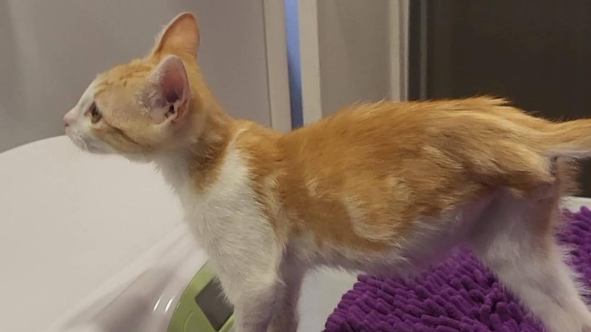 Triciclo, el gato de tres patas que crecerá y te llenará la vida de alegría