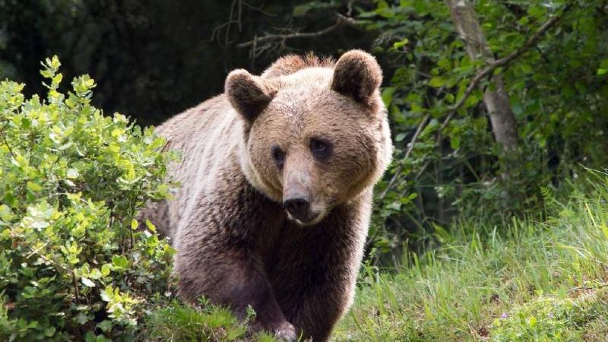 Oso recatado en León