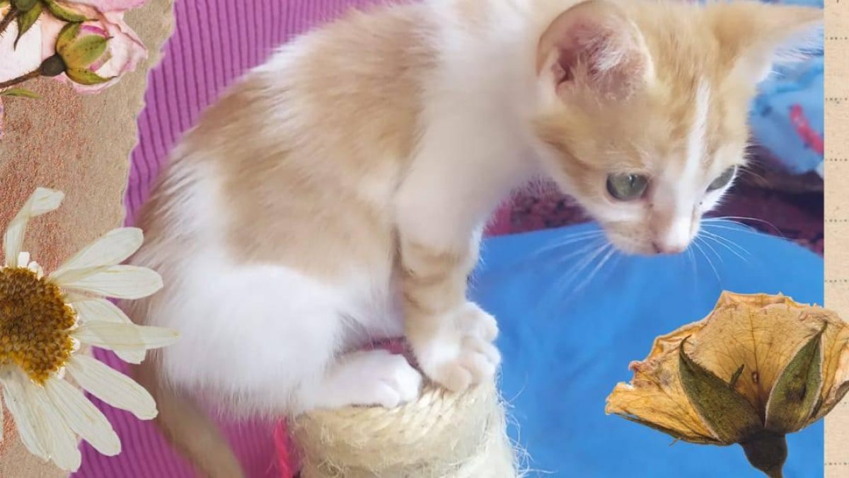 gata