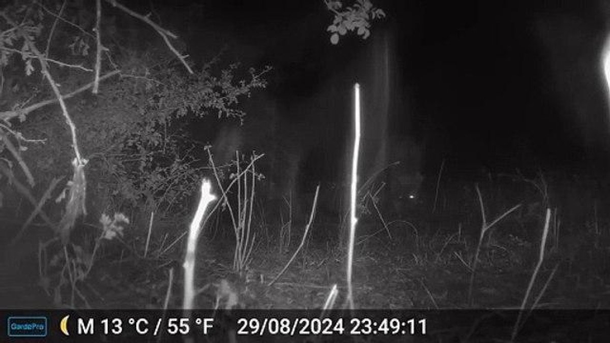 El vídeo del lobo que mató a 21 ovejas en Adrados