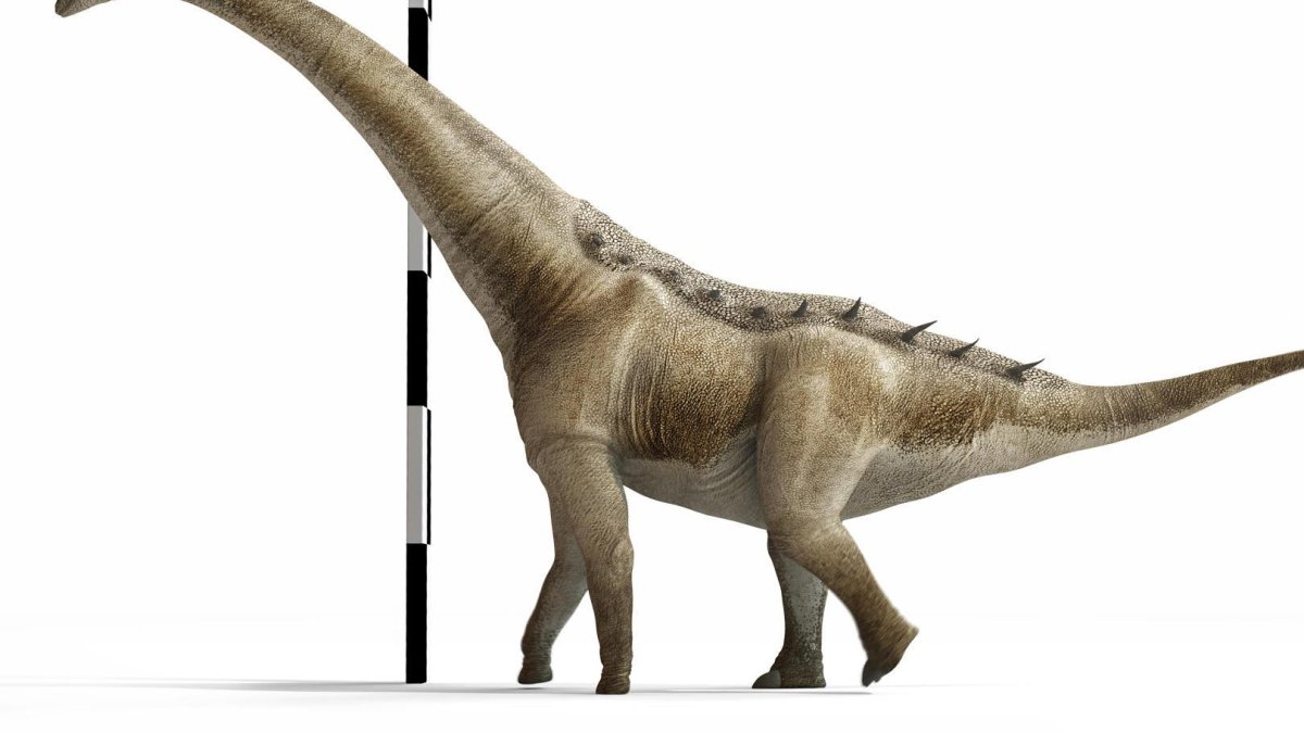 Reconstrucción de la forma de vida de Qunkasaura pintiquiniestra (Créditos:José Antonio Peñas Artero).