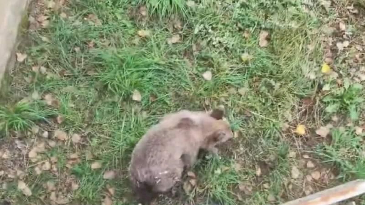 El osezno fue trasladado a Valsemana el pasado fin de semana.  DL