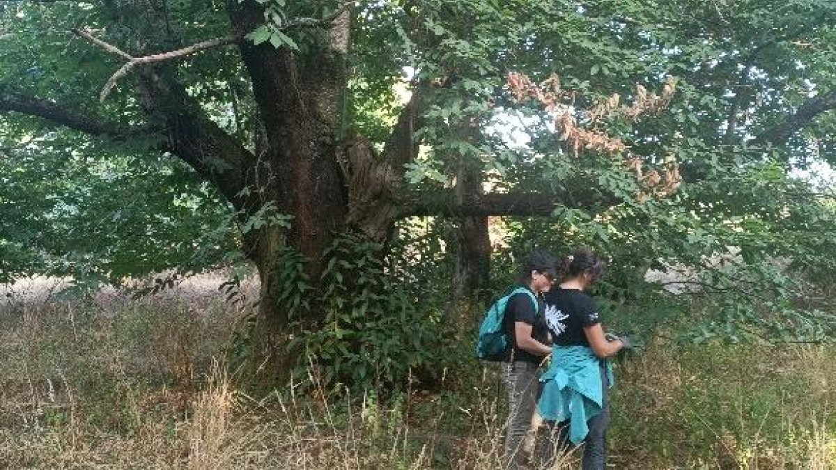 Técnicos de Cesefor recogen muestra en un soto de El Bierzo.