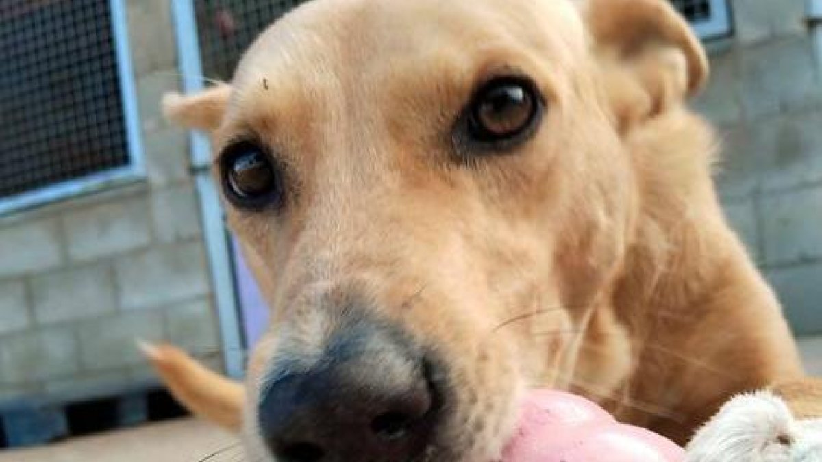 Iris, la perra solidaria que busca una familia que la adopte.