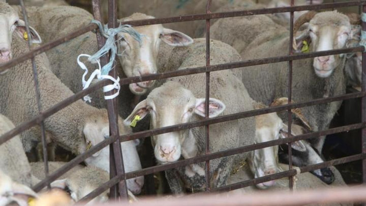 REPORTAJE SOBRE LA LUCHA CONTRA LA LENGUA AZUL QUE HA COSTADO 30 MILLONES A LEÓN