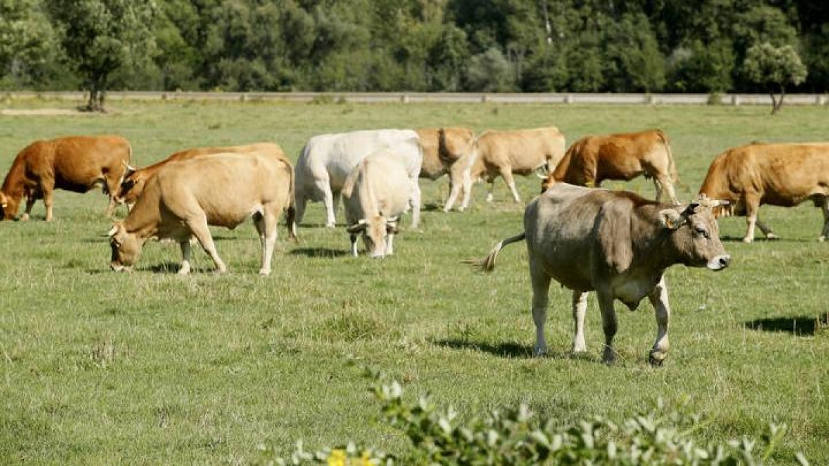 Más de 3. 300 cabezas de ganado pastan bajo las líneas eléctricas en la montaña leonesa